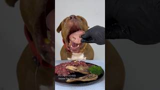 Today&#39;s meal #asmr #animalsmuckbang #mukbang #eatinsounds #pitbull #eattingsounds #dog #food