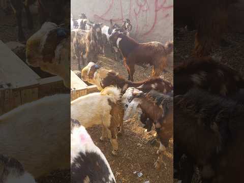 التيوس الصحراوية الصغيرة والكبيرة تستمتع باللعب بين الماعز     مضحك