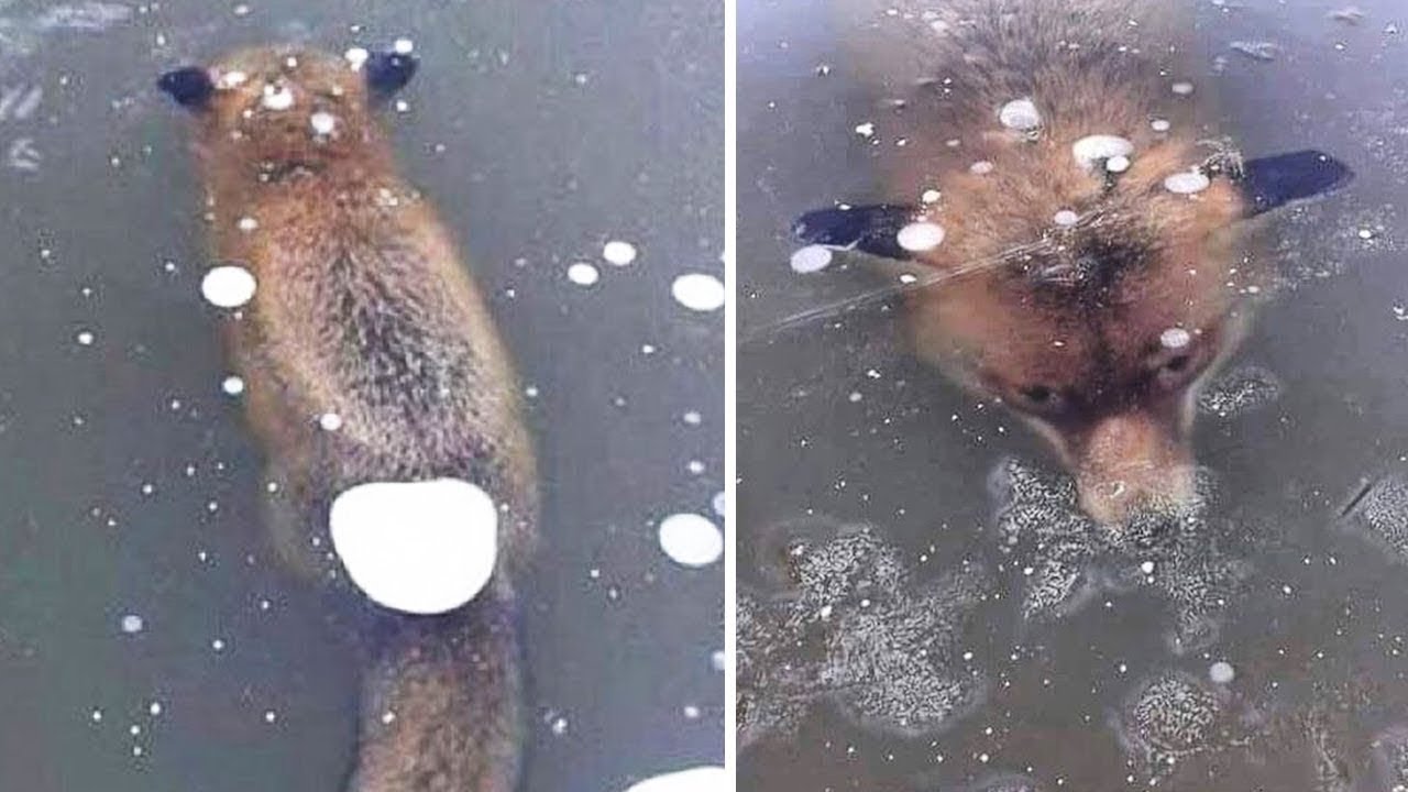 5 Resgates Reais de Animais Congelados em Situações Extremas