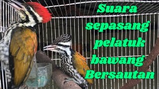 Suara pelatuk bawang jantan dan betina bersautan