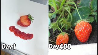 食べたイチゴの種を取って植えたら、400日後にイチゴが出来た…(イチゴの育て方)　/  How to grow strawberries from store bought strawberries