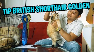Tip Pengenalan Untuk British Shorthair Golden