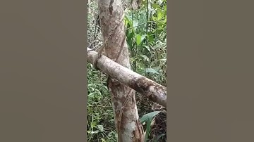 Simple Amazing Rats And Squirrel Traps