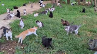 Funniest Animal Videos 2023 😂 Funniest Cats and Dogs 😹🐶 #4