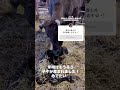 新年そうそう子牛が産まれました🐮🌱 thumbnail