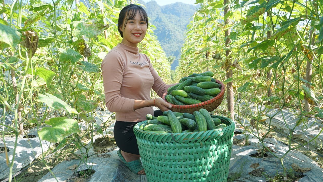Harvest cucumbers go to market sell - Green forest life - YouTube