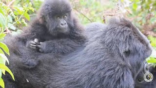 Gorilla Infant Rests On Mother Izihirwa's Back | Dian Fossey Gorilla Fund