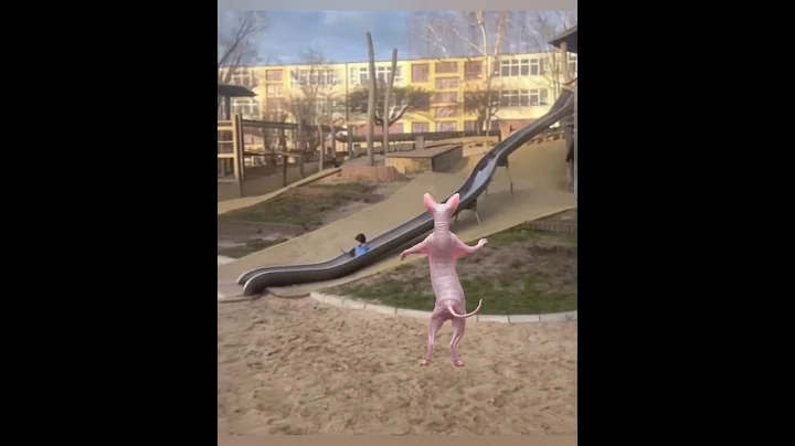 Watch the video about #sphynxmoments #funny #cat #cute #sphynx #catlover #sphynxfamily #comedy
