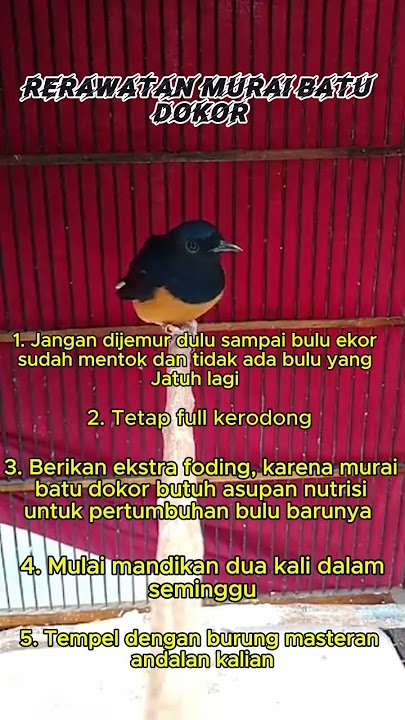 Perawatan Murai Batu Dorong Ekor #muraibatu #muraibatudokor