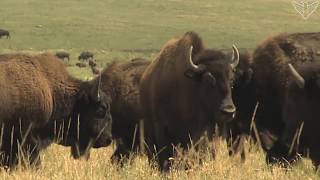 Landscapes of South Dakota: Bison