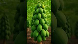 Grow Bigger Papayas FAST with This Simple Trick! #diy #gardening
