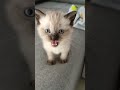 Overdramatic Tiny Kittens Meowing 😸 #shorts #kittens #cute