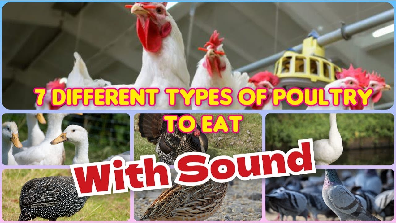 7 Different Types Of Poultry To Eat With Sound Animal Sound Song 7 Different Types Of Poultry To Eat With Sound Animal Sound Song