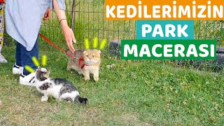 KEDİLERİMİZİ DIŞARIYA ÇIKARDIK( Bambam Çok Korktu ) by MilaLuna 29,278 views 1 year ago 11 minutes, 5 seconds