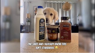 Goat Milk Pumpkin Latte for Dogs | Easy 3-Ingredient Enrichment Treat