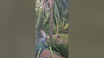 Cưa gốc cây dừa @cuacaydongthap