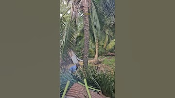 Cưa gốc cây dừa @cuacaydongthap
