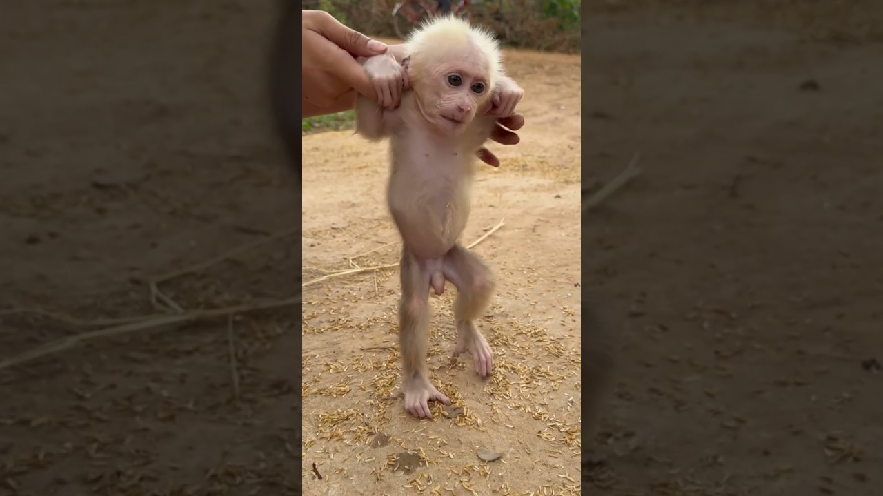 She walked a paralyzed baby monkey !