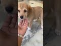 New dogi #minivlogs #vlog #animal