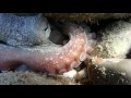 Türkei Kemer Octopus