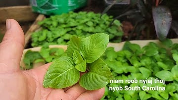 Qhia Tshuaj Zoo Hnoos Zoo Ntsws Zoo Hawb Pob Txog Siav Zoo Tiag Tiag