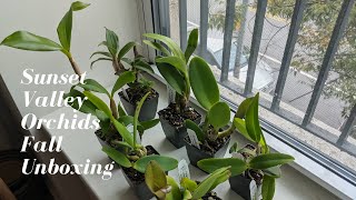 Sunset Valley Orchids | Fall 2021 Unboxing - Lots of Spotted Cattleyas & Some Australian Dendrobiums