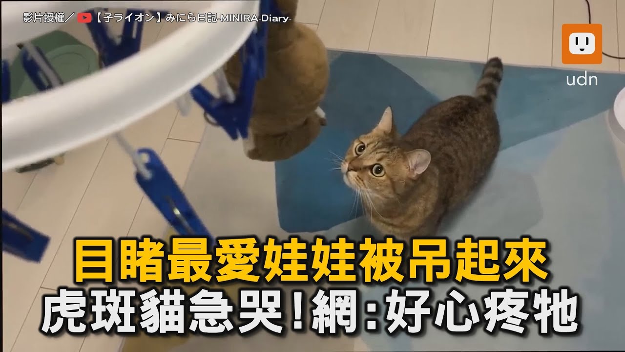 目睹最愛娃娃被吊起來 虎斑貓急哭！網：好心疼牠｜寵物｜萌寵｜貓咪｜玩偶｜洗娃娃 @miniradiary
