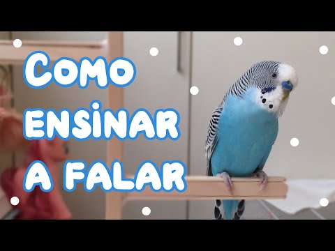 Vídeo: Como Ensinar Um Papagaio Periquito A Falar