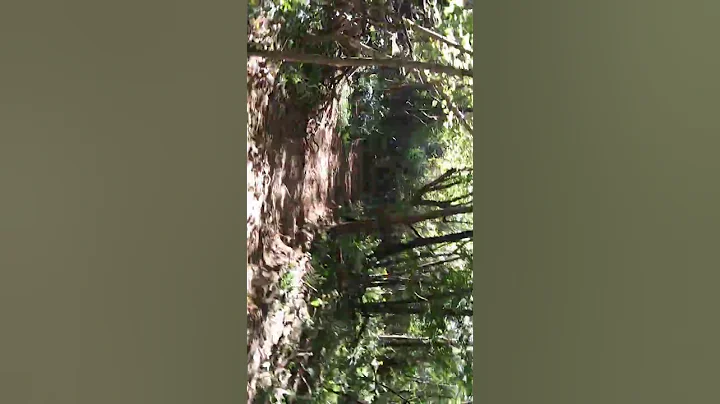 The woods