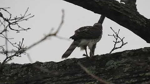 The moment I realize the Coopers Hawk in my tree i...