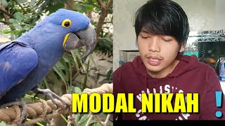 Burung Macaw Hyacinth Seharga Rp. 450.000.000 | GILA!Bisa beli rumah aing