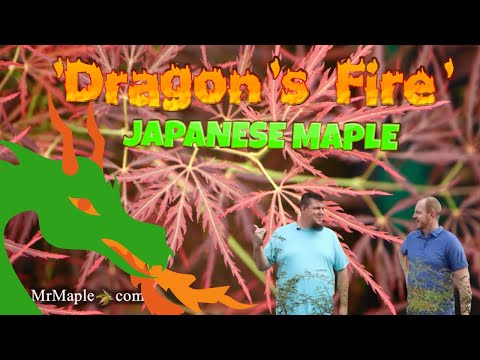 Acer Palmatum 'Dragon's Fire' Japanese Maple
