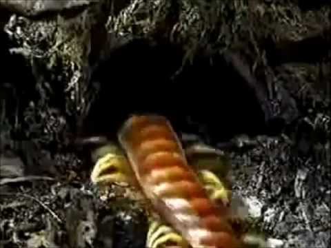 Centipede Knife Party Music Video