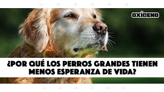 ¿Perros grandes viven menos?