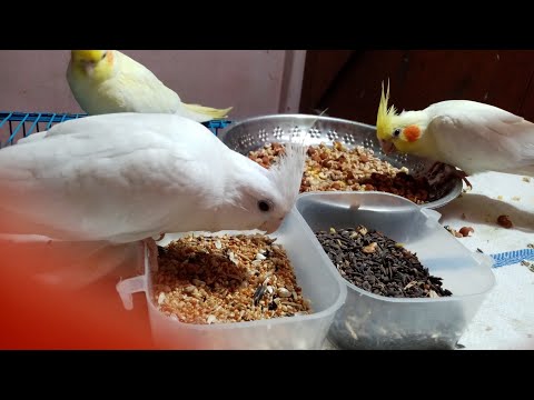 How to Care for Cockatiel Birds || কিভাবে ককাটিয়েল পাখির যত্ন নিতে হয়। #aviary #cockatiel #pets #AKC