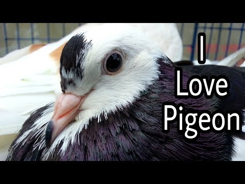 pidgin meaning pidgin meaning