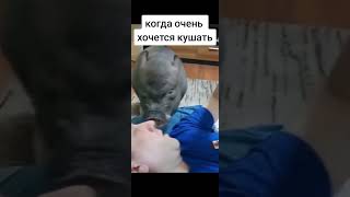 Когда Очень Хочется Кушать) #Животные