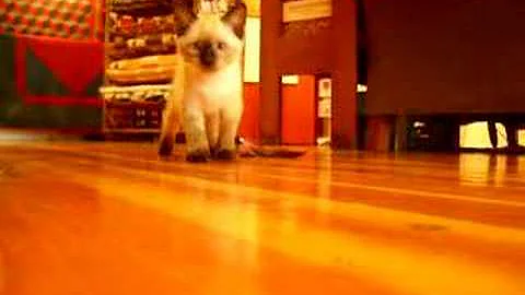 Watch the video about Siamese Manx Kitten with feather and camera