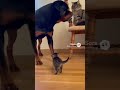 Rottweiler Stops When Authority Is Present. #Authority #Presence #Restraint #Silence
