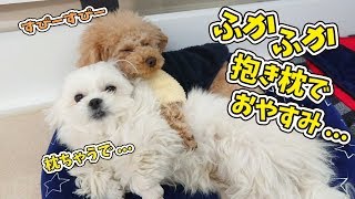 ふかふか抱き枕でおやすみ… トイプーちゃん【ひみつきちなう！③】2019年1月29日