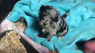 Micro Mini Aussiedoodles October litter