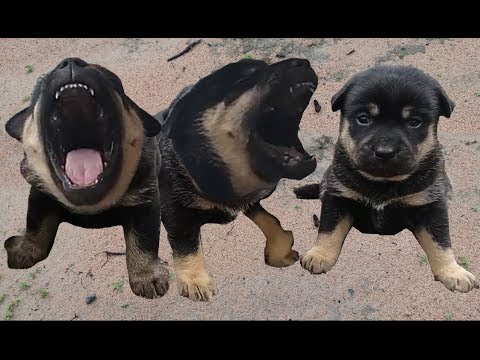 Video Có Người Nói ! Ở Đây Có 1 Con Chó Lai 