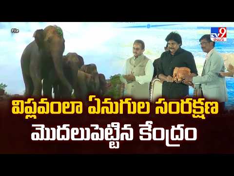 విప్లవంలా ఏనుగుల సంరక్షణ మొదలుపెట్టిన కేంద్రం | World Elephant Day Celebrations - TV9 - TV9