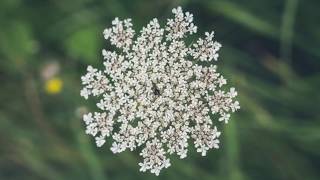 How to grow Baby's Breath Flowers.... جپسوفلا کے پھول