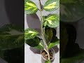 Хойя Обовата вариегата сплэш (Obovata variegata splash)