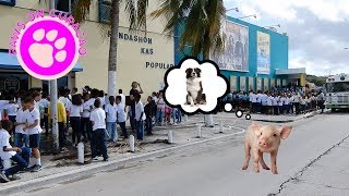 Animal day with Babe the Pig (movie) by Paws on Curacao [ Animal Rescue Channel ] 808 views 6 years ago 2 minutes, 9 seconds