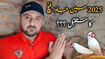 Java Finch Future In 2025 | Java Sparrow New Prices | Mini Zoo