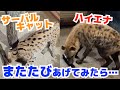 【検証】サーバルキャット＆ハイエナにマタタビをあげたら猫みたいになるのか？意外な反応www I tried to give Actinidia polygama to cats