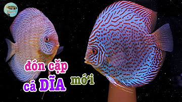 Đón cặp cá Dĩa mới 6/2022