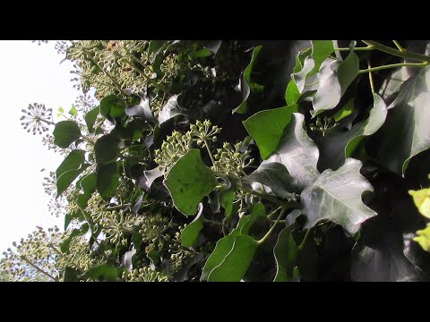 ПЛЮЩ ЦВЕТЕНИЕ ПЛЮЩА УДИВЛЯЕТ НЕ ТОЛЬКО МЕНЯ